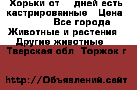   Хорьки от 35 дней есть кастрированные › Цена ­ 2 000 - Все города Животные и растения » Другие животные   . Тверская обл.,Торжок г.